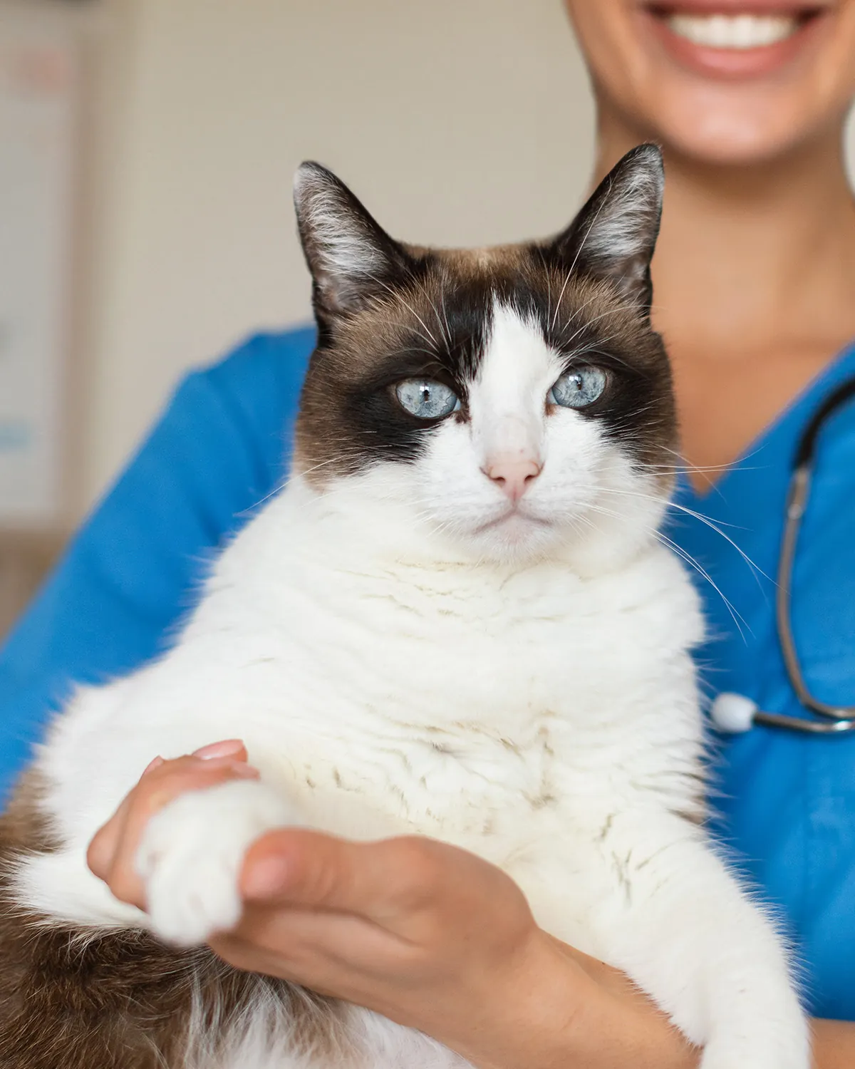 A calm snowshoe cat held gently by a veterinary team member in blue scrubs