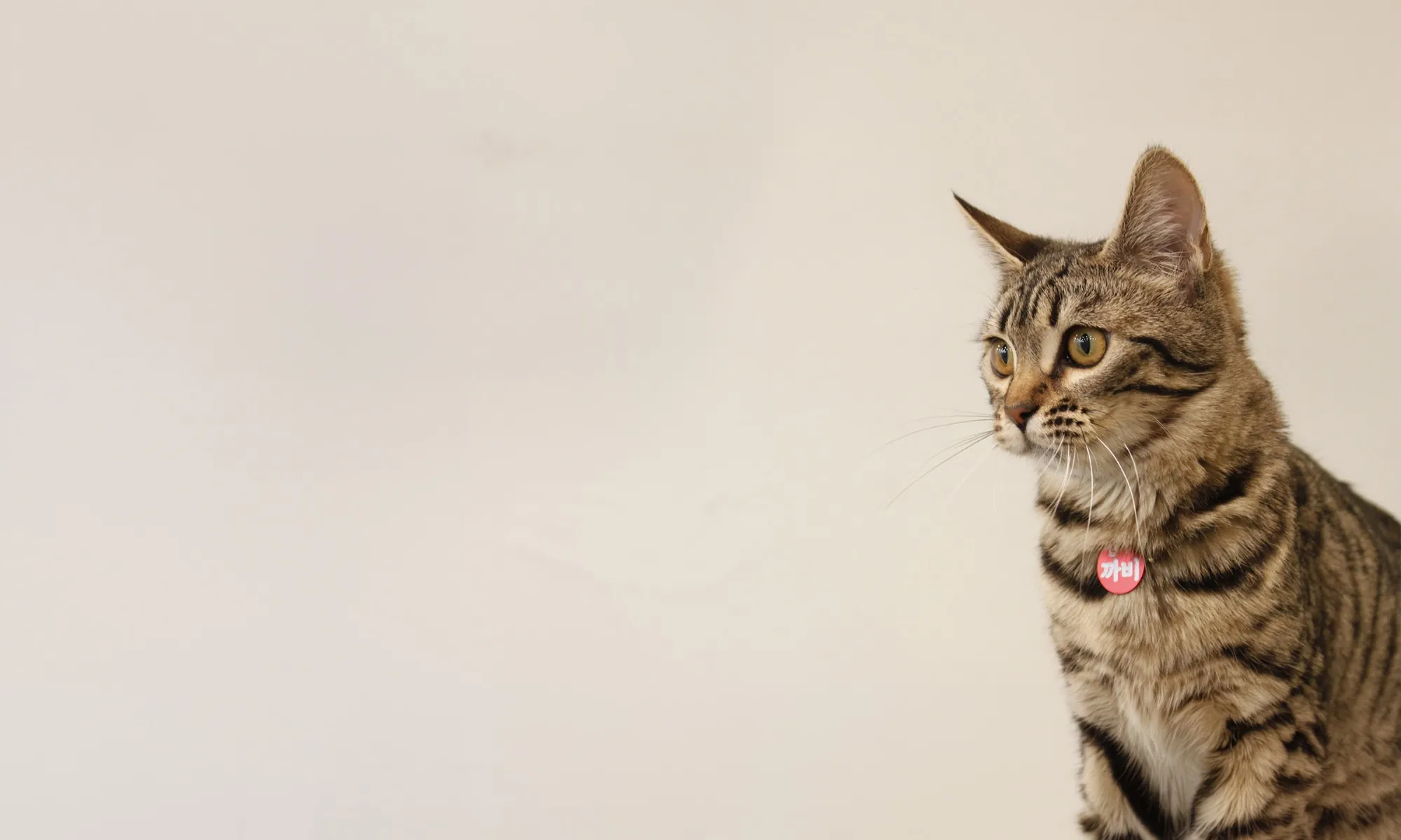 A tabby cat sitting alert against a pale wall