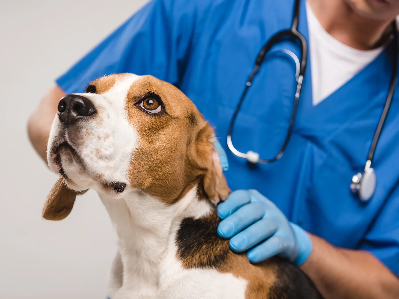 A calm beagle looking up while a veterinarian gently checks its neck