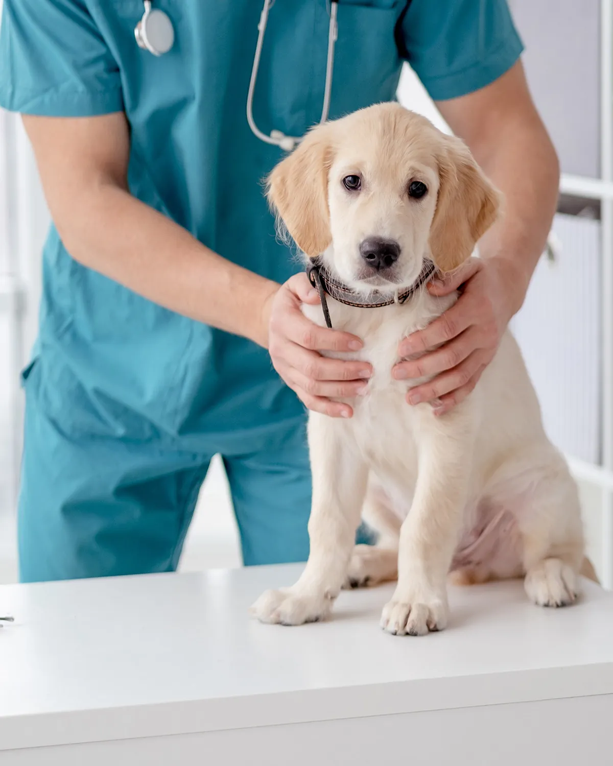 A veterinarian gently holding a golden retriever puppy on an examination table